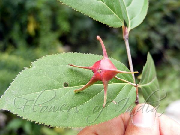 Fringed Spindle Tree